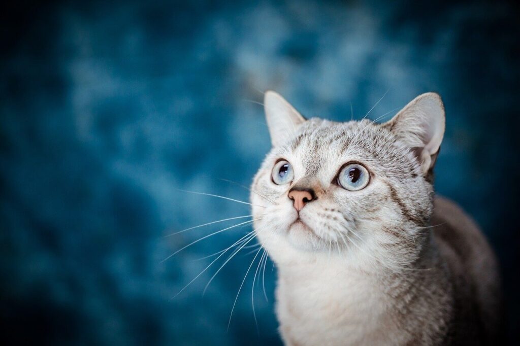 pets best insurance quote​