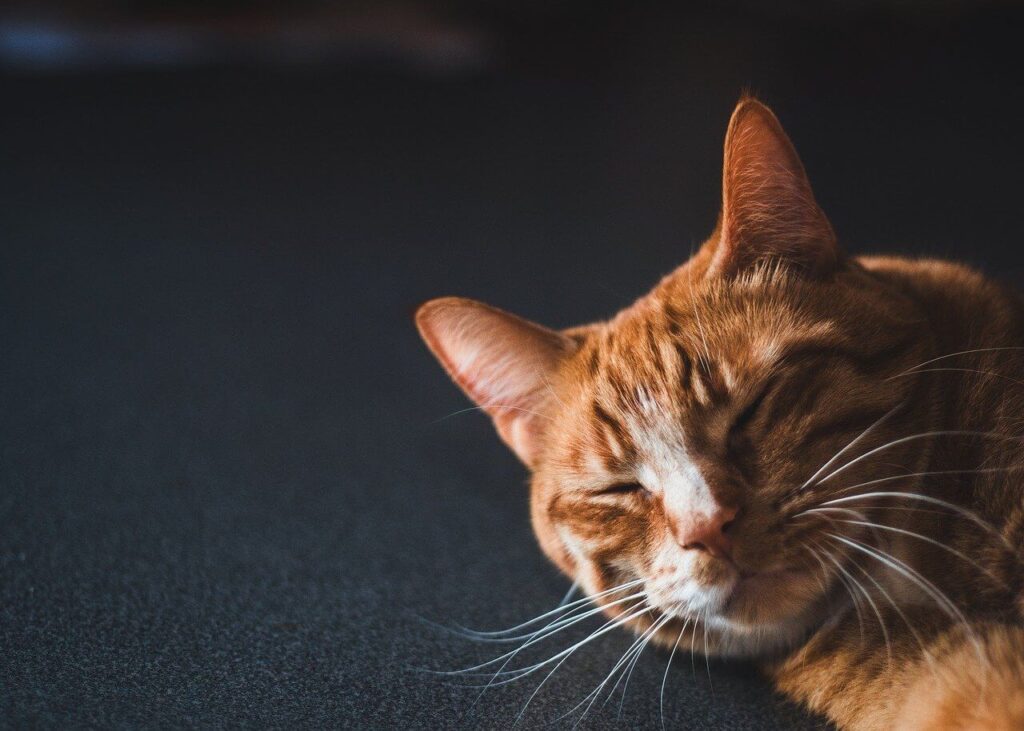 pets best insurance quote​